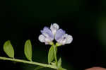 Louisiana vetch